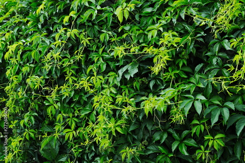 Thick green five-leaved ivy foliage