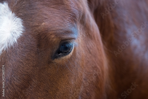 Close up portrait of beautiful wild brown horse eye. Animals det