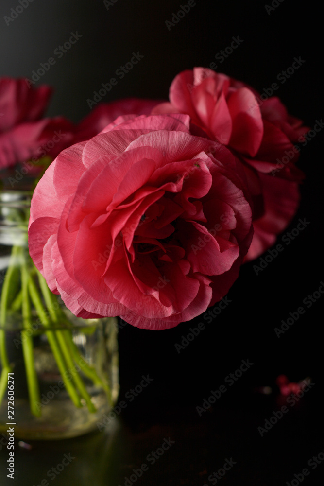 Fototapeta premium Red ranunculus flowers on black background. Dark photo.