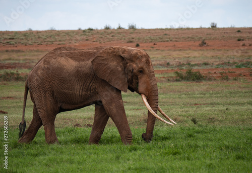 Elephants in Tsavo West National Park  Kenya