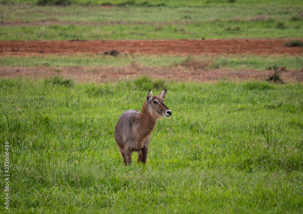 Waterbuck in Tsavo Conservation Area, Kenya Waterbuck in Tsavo Conservation Area, Kenya