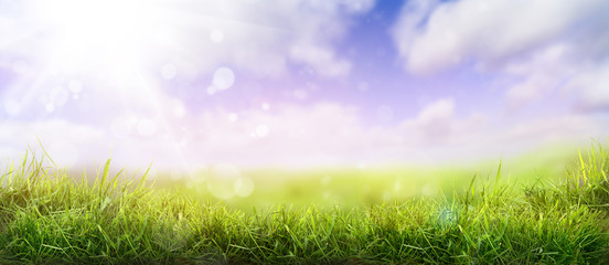 Lush spring green grass background with a sunny summer blue sky over fields and pastures.