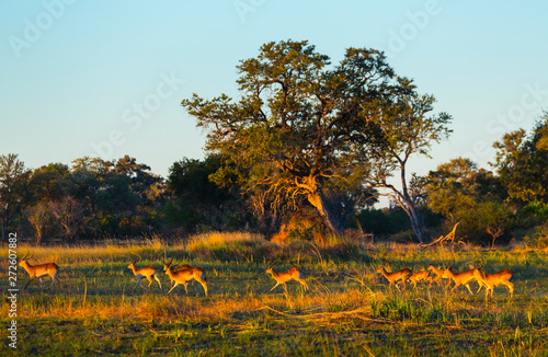 Lechwe, or southern lechwe, (Kobus leche), Okavango Delta, Botswana, Africa photo