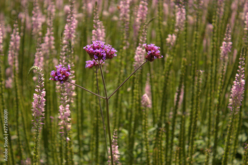 Verbena bonariensis in foreground of field of pink veronica