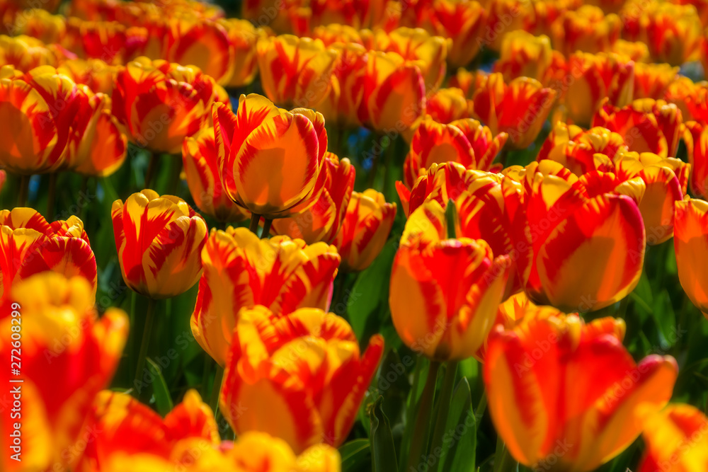 Beautiful tulip field plantation. Commercial growing of tulips i Beautiful tulip field plantation. Commercial growing of tulips i