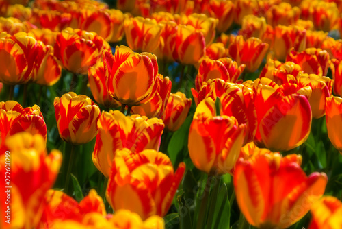 Beautiful tulip field plantation. Commercial growing of tulips i © CrispyMedia