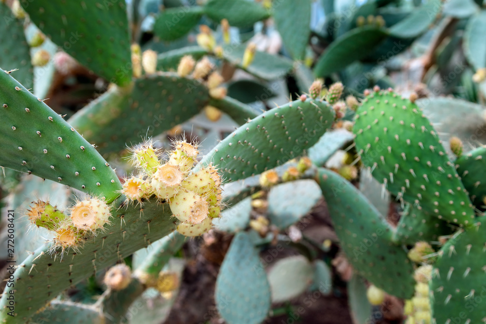 Blooming cactus flowers. Close up of white cactus spines backgro Blooming cactus flowers. Close up of white cactus spines backgro