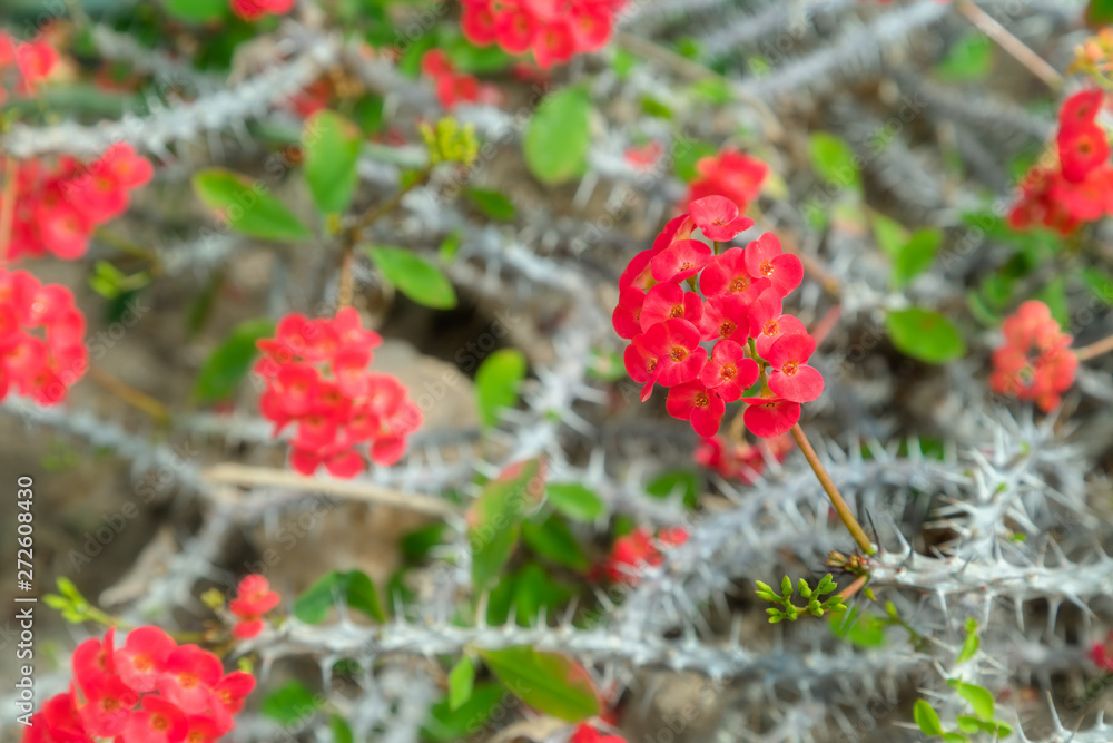 Beautiful blooming red cactus flowers. Close up of white cactus