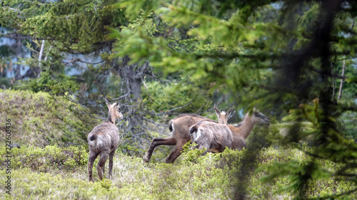 a chamois female with her fawn from the last year in the forest on the mountains in summer