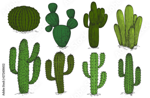 Hand drawn engraving cactus vector set isolated on white background. Sketch cactus plant, cacti mexican floral illustration