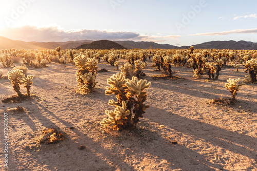 Cholla cactus garden at sunset time. Joshua Tree National Park, California.