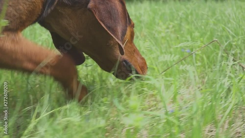 Following a hunting dog on the trail of an animal. dog on the hunt