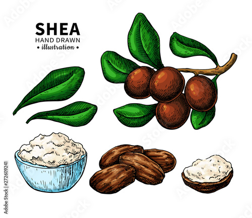 Shea butter vector drawing. Isolated illustration of berry, nuts, branch