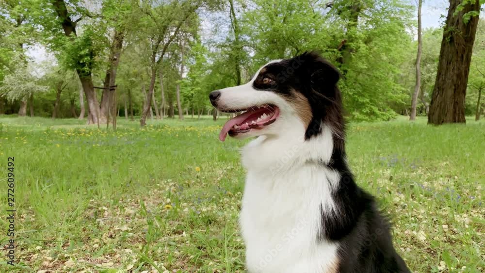 Beautiful Australian Shepherd Dog - portrait close-up. Happy Aussie in forest with green grass in summer or spring. Cute dog enjoy at park outdoors.
