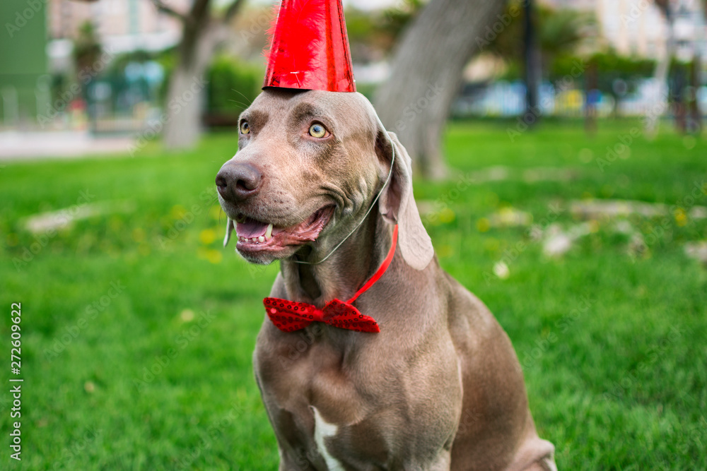 Funny weimaraner dog with a red birthday hat in the park. Stock | Adobe Stock