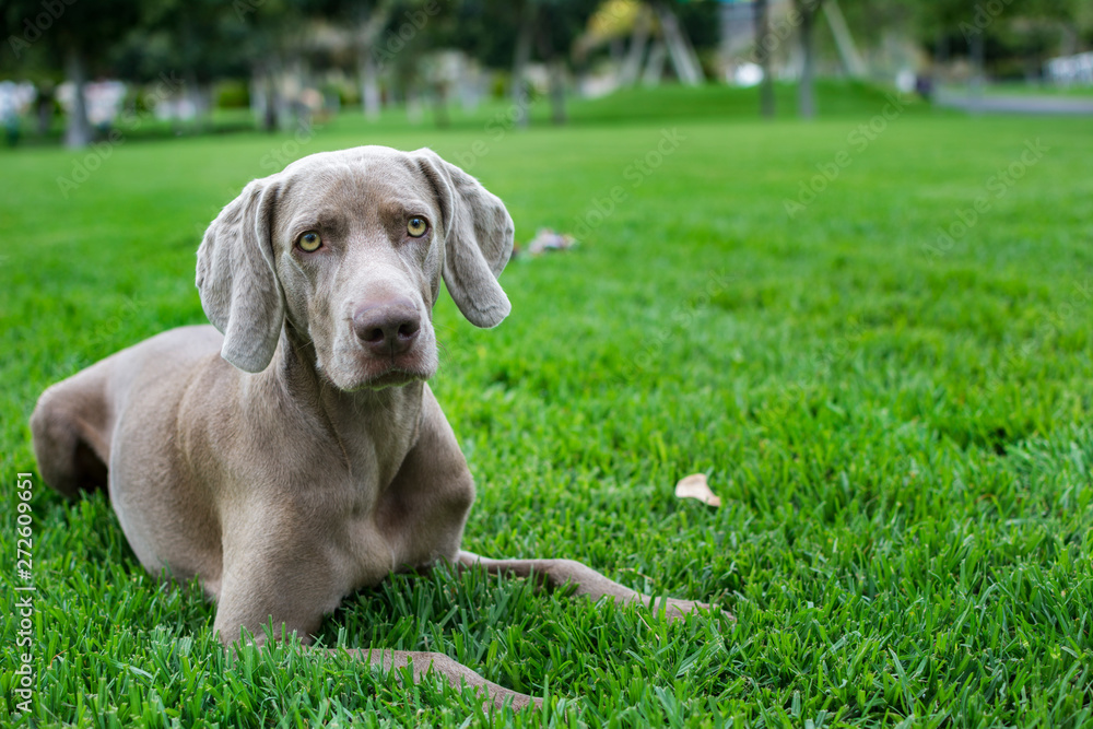 Portrait of weimaraner sitting on green grass of nature, in summer. Portrait of weimaraner sitting on green grass of nature, in summer.
