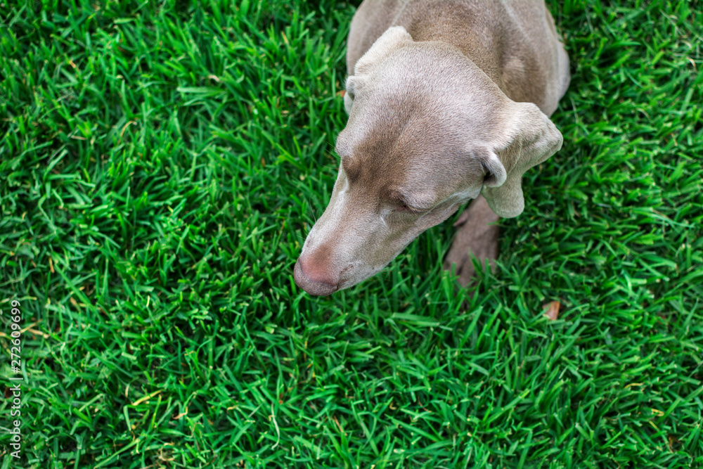 Portrait of weimaraner sitting on green grass of nature, in summer. View from above. High angle.