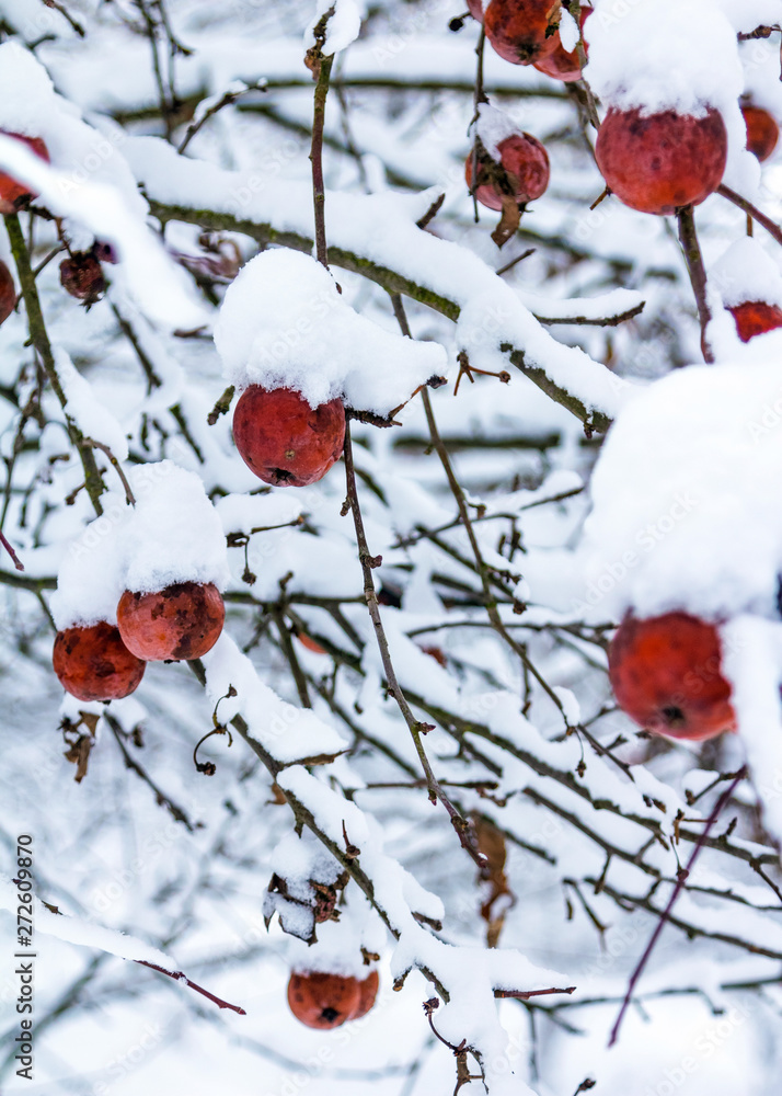 Snow on red apples hanging on tree banches on cold winter day Snow on red apples hanging on tree banches on cold winter day