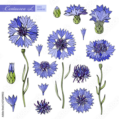 Blue and purple cornflowers on white background. Botanical illustration. Vector isolated object. Set the leaves, flower, stem, petals. Vintage style. Field flowers.