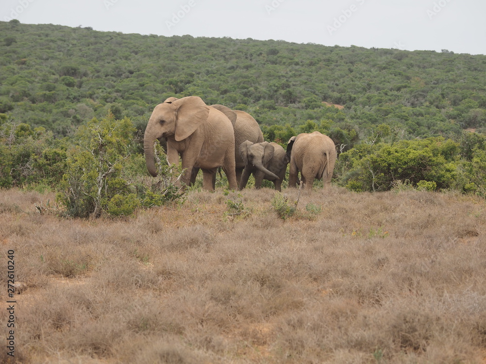 Elephant, Addo Elephant National Park, South Africa