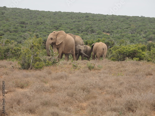 Elephant, Addo Elephant National Park, South Africa