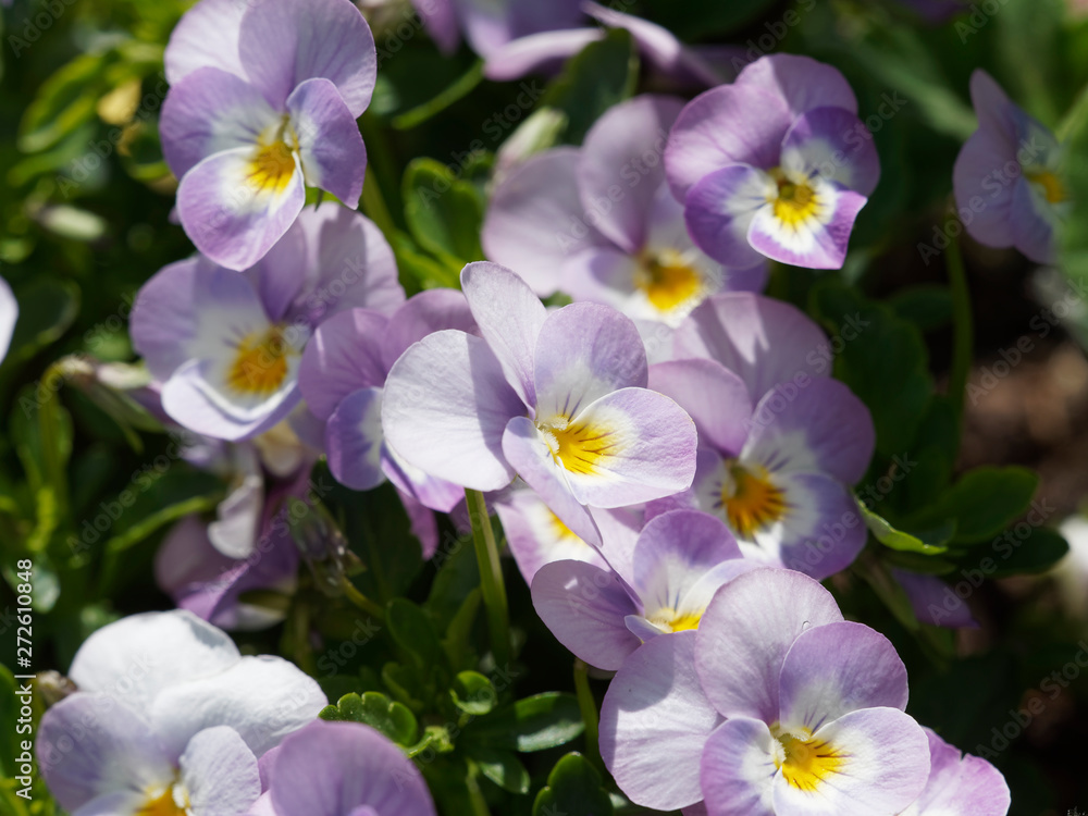 Garden pansies flowers close up (Viola x wittrockiana) Garden pansies flowers close up (Viola x wittrockiana)