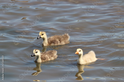 Des oisons nagent dans la Meuse photo