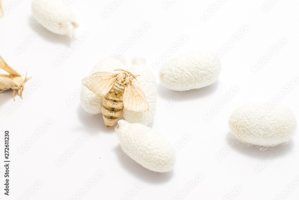 Silk Moth on Silk Cocoon