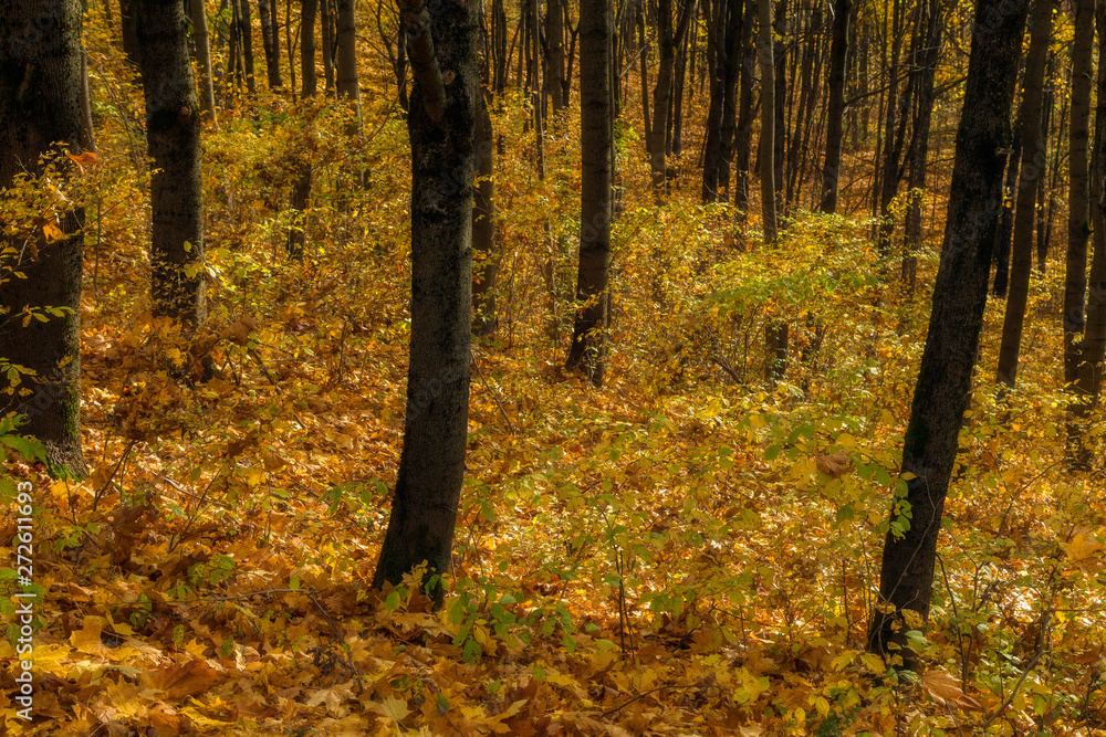 Forest woods in autumn covered with golden leaves