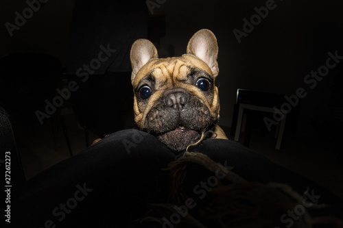 Dramatic picture of little pug dog at night inside of an apartme photo