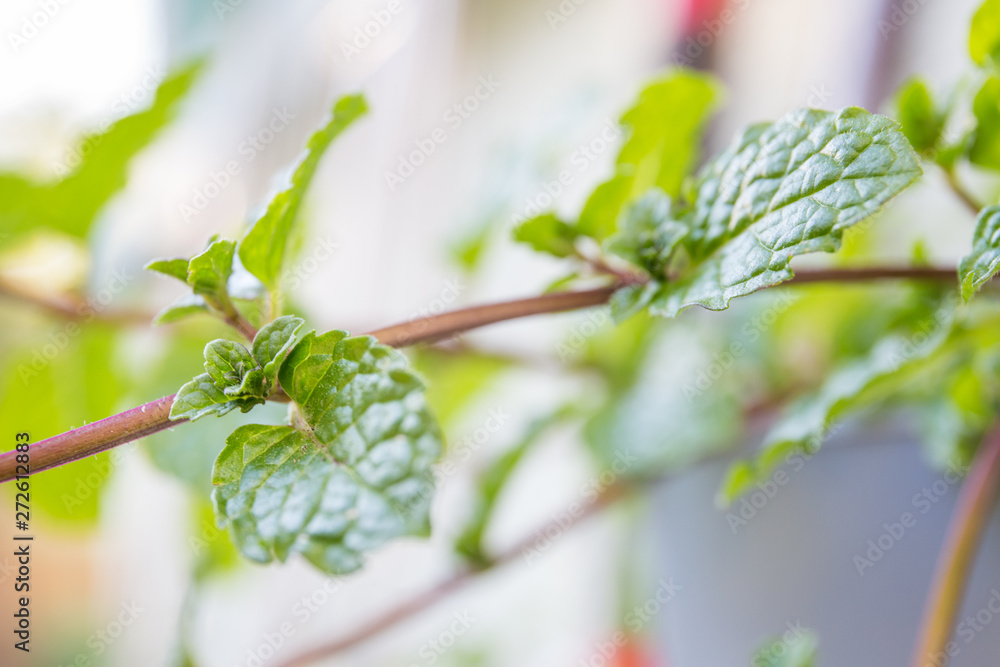 Branch of peppermint growing in garden. Culinary aromatic herbs. Healthy lifestyle. Soft focus effect