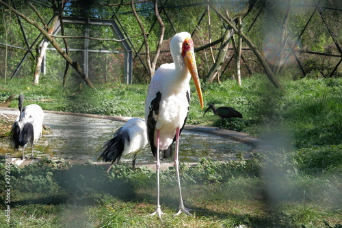 stork 