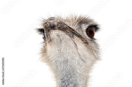 Cute ostrich with huge beautiful eyes on a white background.