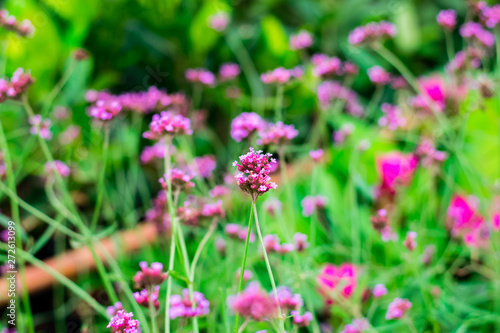 Violet verbena flowers © somkak