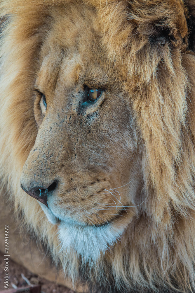 Fototapeta premium Male African lion