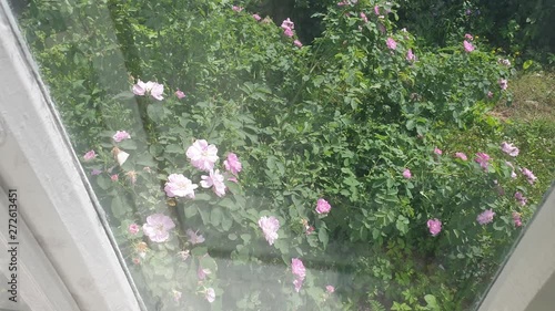 Bush with roses outside the window. Window to the garden. photo