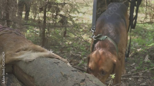 Following a hunting dog on the trail of an animal. dog on the hunt