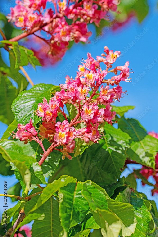 Rotblühende Rosskastanie, Aesculus rubicunda Rotblühende Rosskastanie, Aesculus rubicunda