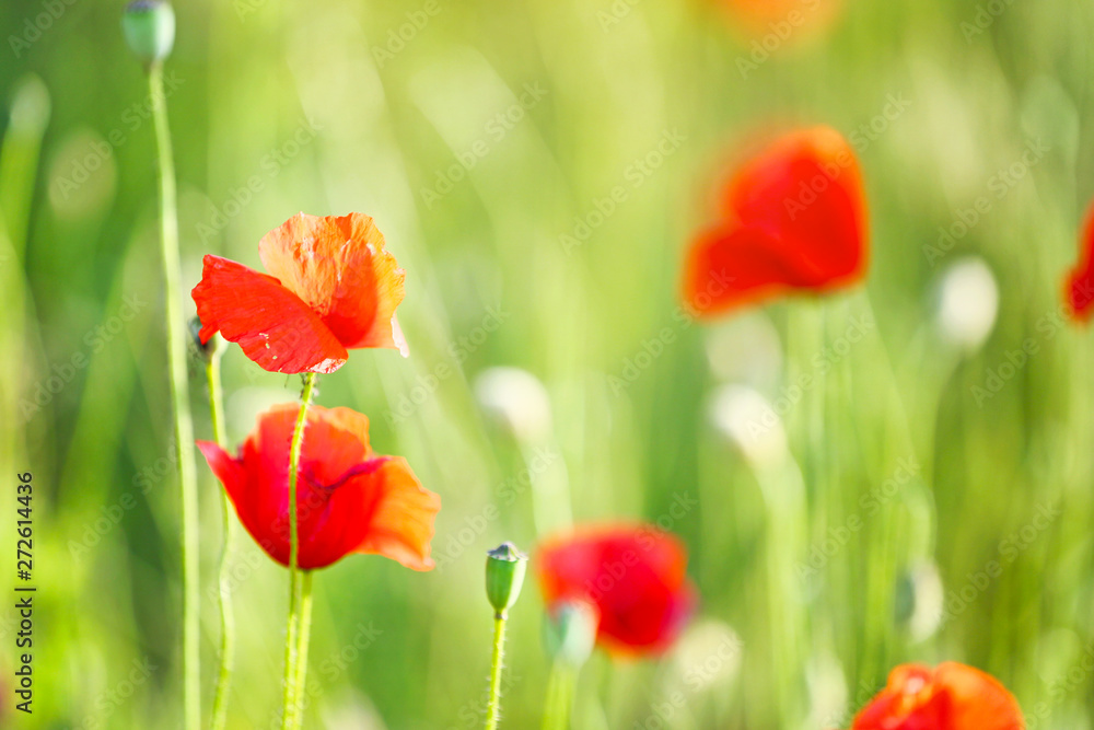 Obraz premium Beautiful red poppy flowers in green field