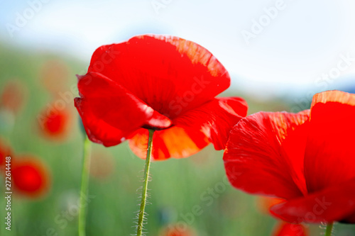 Beautiful red poppy flowers in field