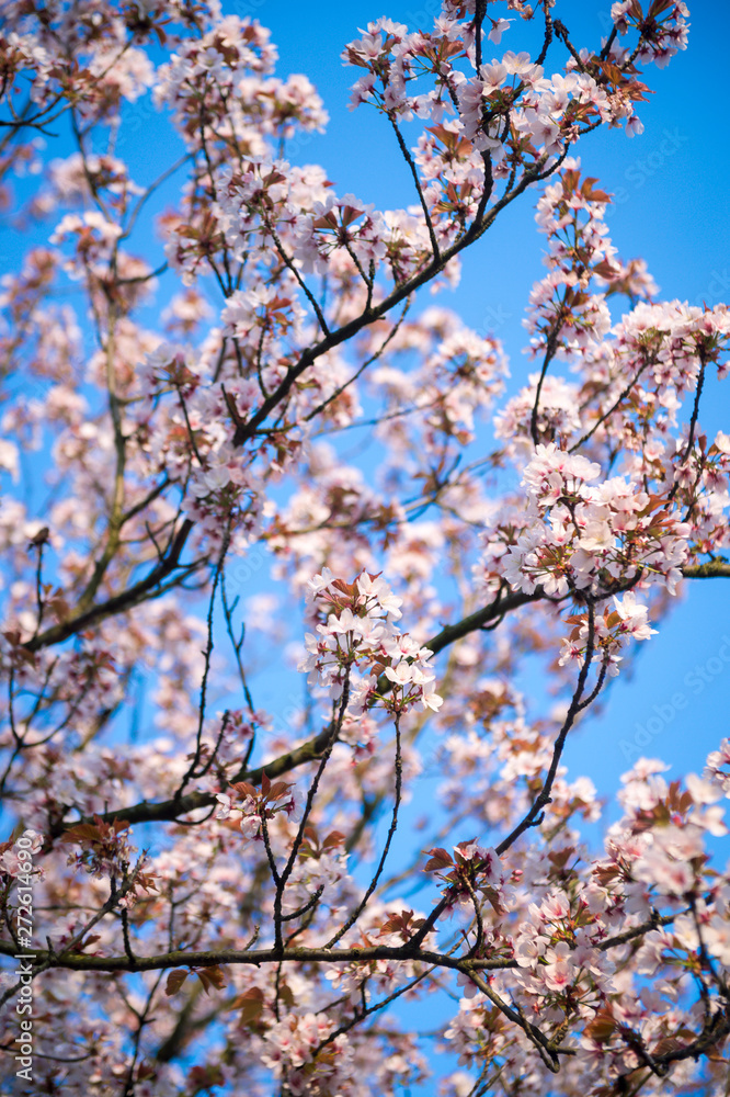 Pink cherry blossoms blooming in bright springtime sun under vibrant blue sky