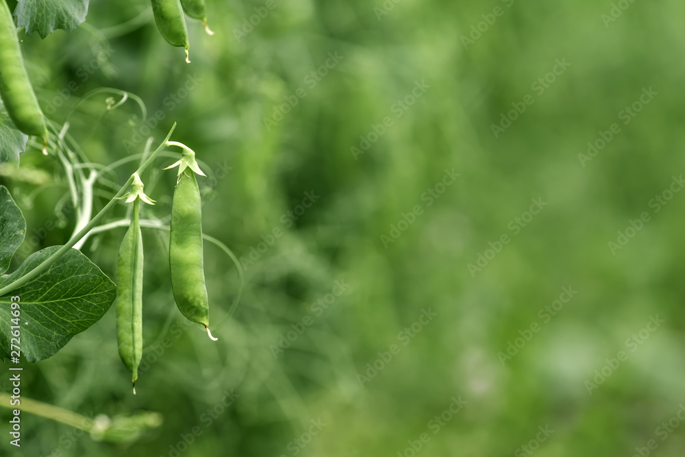 Locally grown green pea in organic garden Locally grown green pea in organic garden