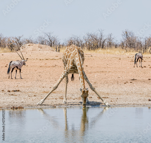 Giraffe Drinking