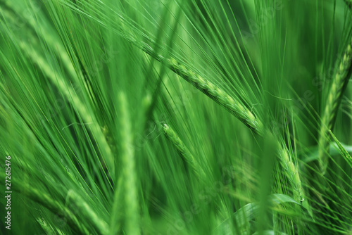 Green ears of barley