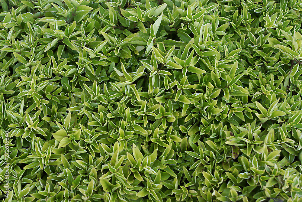Calico plant is a mulch..The short hairy branches covered with single leaf. Calico plant is a mulch..The short hairy branches covered with single leaf.