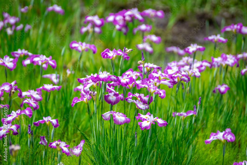 花菖蒲 花菖蒲