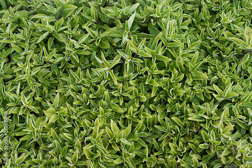 Calico plant is a mulch..The short hairy branches covered with single leaf.