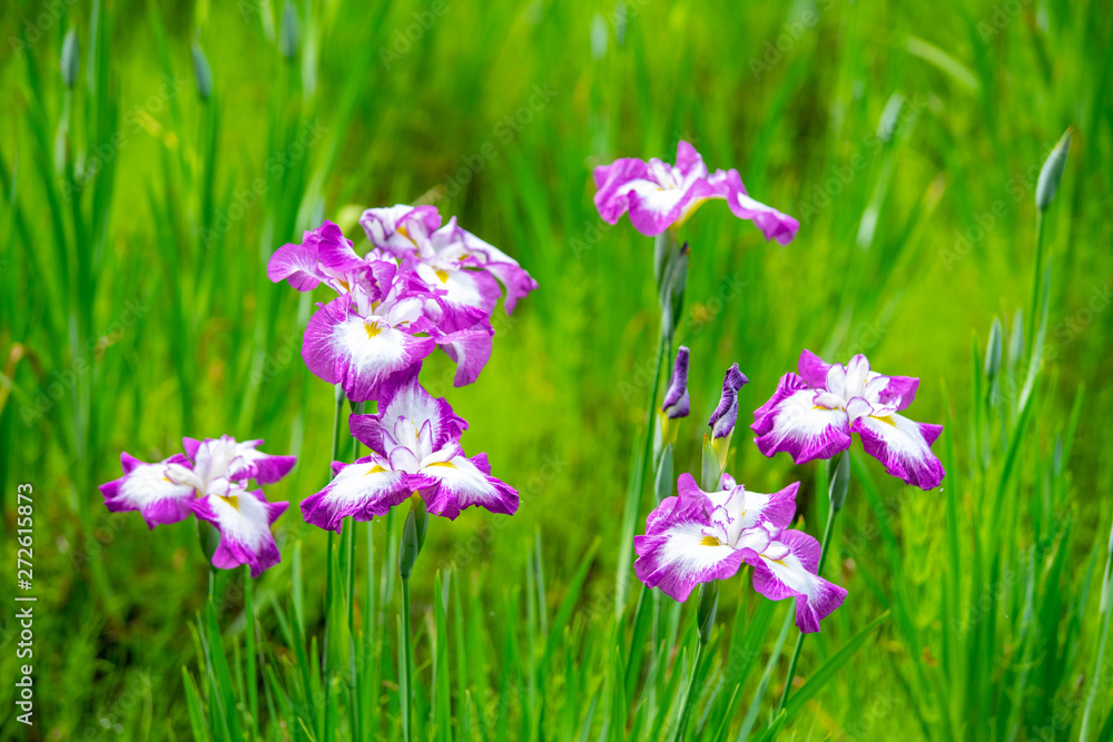 花菖蒲 花菖蒲