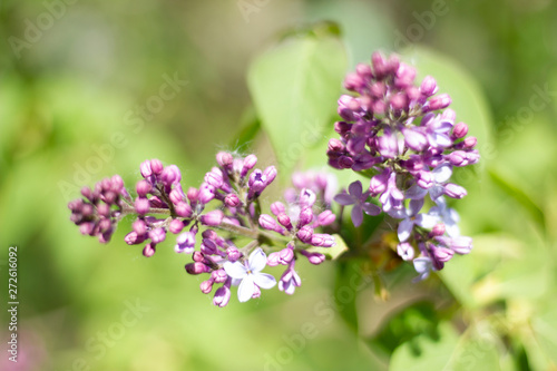 flowers of lilac