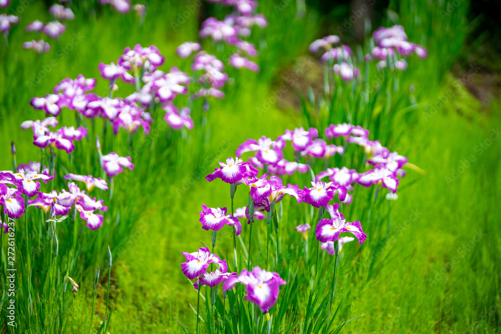 花菖蒲 花菖蒲